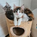 Driekleurig Maine Coon kitten, Meerdere dieren, Gechipt, 0 tot 2 jaar