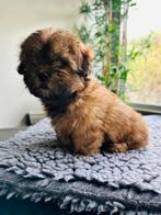 Boomer pups mogen nestje verlaten super knappe puppy’s, Parvo, Overige rassen, 8 tot 15 weken, Teef