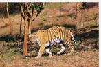 Tijger uit India 84, Verzamelen, Wild dier, Ongelopen, Ophalen of Verzenden, 1980 tot heden