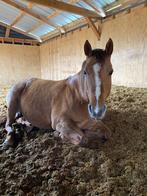 paddock paradise/pensionstal gezocht, Weidegang, 1 paard of pony