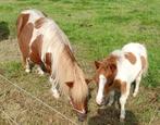Mooie vosbonte merrie met vos bont hengst veulen, Dieren en Toebehoren, A pony (tot 1.17m), Meerdere dieren, Recreatiepony, Gechipt