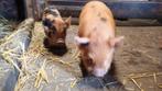 Kune Kune biggen stamboom, Dieren en Toebehoren, Meerdere dieren, Varken, 0 tot 2 jaar