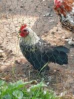 Chabo haan, Dieren en Toebehoren, Pluimvee, Mannelijk, Kip