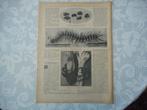 Artis. Reuzenduizendpoten en reuzensnuittorren. 1913., Verzenden, Voor 1920, Nederland, Knipsel(s)