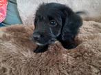 Unieke dwergpoedel kruising pup, Dieren en Toebehoren, Honden | Chihuahua's en Gezelschapshonden, CDV (hondenziekte), Overige rassen