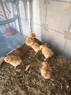 Zijdehoenders kriel ongesekst kleur buff nog 4 beschikbaar, Dieren en Toebehoren, Pluimvee, Vrouwelijk, Kip