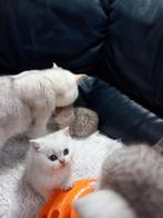 Britse korthaar kittens rasszuiver witte silver shaded