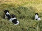 Boerenfox pups, driekleur, Dieren en Toebehoren, Honden | Niet-rashonden, 8 tot 15 weken, Teef, Eén hond, Klein