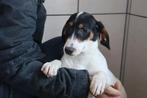 Zeer lieve en mooie jack russels te koop, Parvo, Jack Russell Terriër, Reu, 8 tot 15 weken