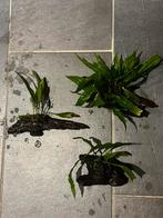 Aquarium planten op hout, Dieren en Toebehoren, Vissen | Aquaria en Toebehoren, Ophalen, Nieuw, Leeg aquarium