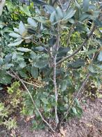 Meerstammige Steeneik 180 cm hoog, Ophalen of Verzenden, Overige soorten