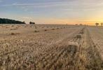 GEVRAAGD tarwe stro afland op zwad, Dieren en Toebehoren