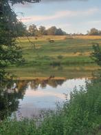 opfok en pensioenstal in frankrijk, Dieren en Toebehoren, Stalling en Weidegang, Weidegang, 4 paarden of pony's of meer
