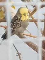 Engelse parkieten, Dieren en Toebehoren, Vogels | Parkieten en Papegaaien