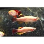 chinese danio goud, Dieren en Toebehoren, Vis, Zoetwatervis, Schoolvis
