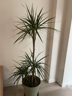 Large Dracaena Houseplant, Huis en Inrichting, Kamerplanten, Ophalen of Verzenden, Halfschaduw, 100 tot 150 cm