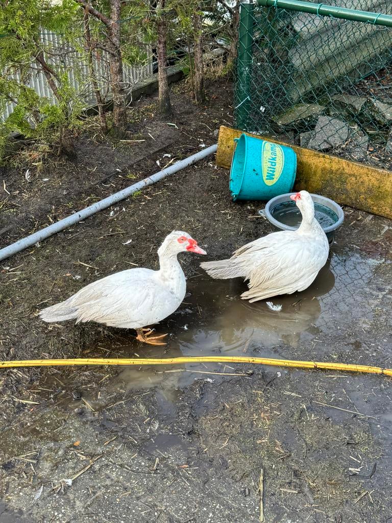 Muskes eenden, Dieren en Toebehoren, Meerdere dieren, Eend