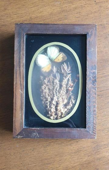 Vintage lijstje met vlinder en droogbloemen beschikbaar voor biedingen