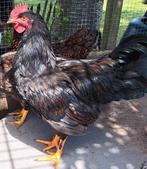 Barnevelder haan, Mannelijk, Kip