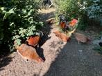 Jonge kippen, Dieren en Toebehoren, Pluimvee, Meerdere dieren, Kip