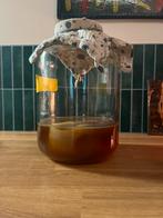 Biologische kombucha scoby, Diversen, Levensmiddelen, Ophalen of Verzenden