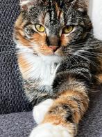 Lieve Chloé zoekt een nieuwe thuis, Dieren en Toebehoren, Katten en Kittens | Raskatten | Langhaar, Poes, Ontwormd, 3 tot 5 jaar