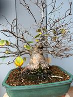 Bonsai japanse iep, Ophalen, Bloeit niet, Halfschaduw, Overige soorten