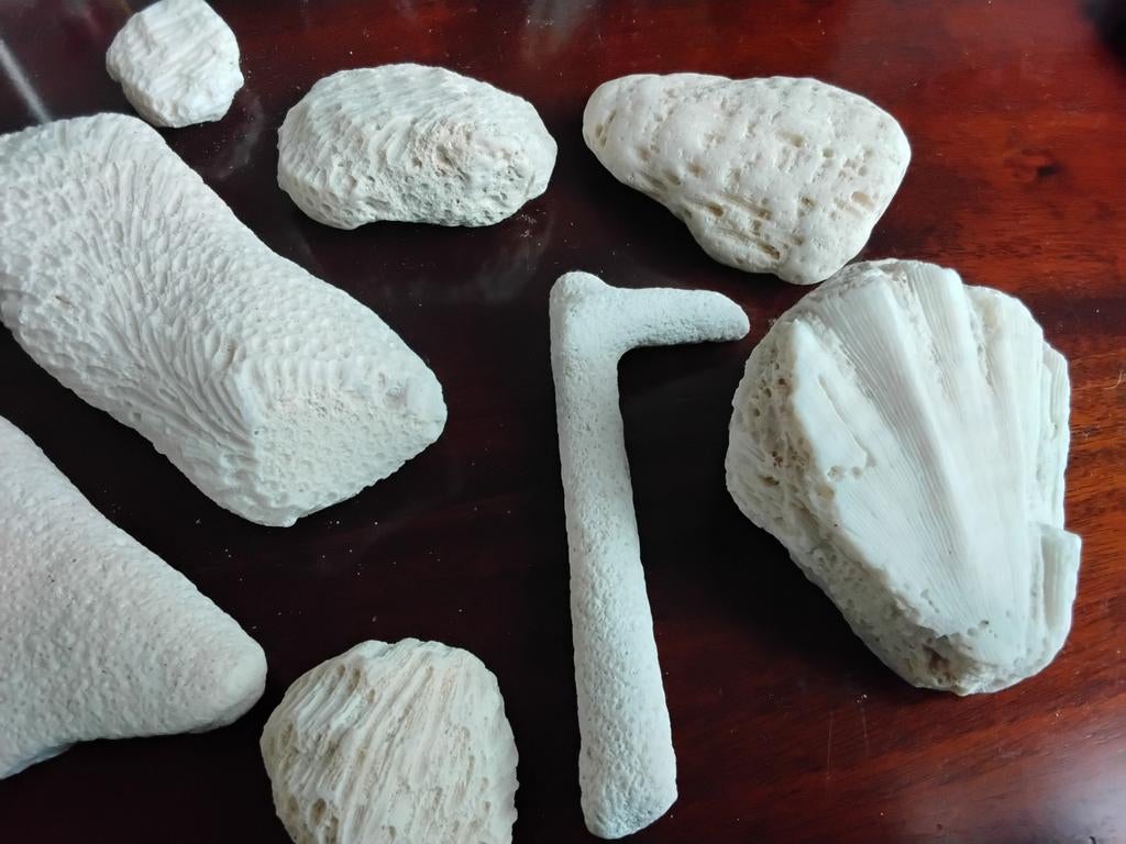 Fossiel, Ophalen of Verzenden, Fossiel