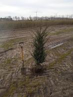 taxus baccata, Ophalen, Taxus, Minder dan 100 cm