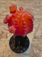 Cactus Gymnocalycium Mihanovichii p7, Huis en Inrichting, Kamerplanten, Ophalen of Verzenden, Cactus, Volle zon, Minder dan 100 cm
