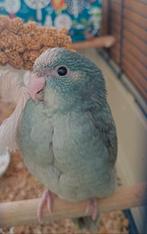 Kakariki pop, Vrouwelijk, Parkiet, Geringd