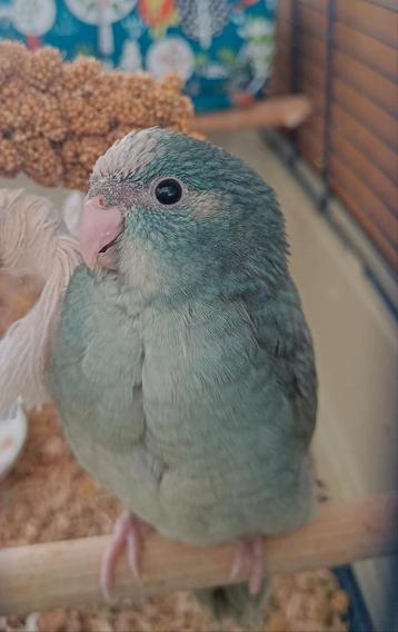 Kakariki pop beschikbaar voor biedingen