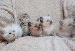 Ragdoll kittens️ 🩷✨️, Dieren en Toebehoren, Katten en Kittens | Raskatten | Langhaar