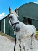 Verzorgster/bijrijdster gezocht 9 jarige KWPNer, Ophalen of Verzenden