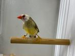 Binzenastrilde, bont, man, Dieren en Toebehoren, Vogels | Overige Vogels, Mannelijk, Geringd