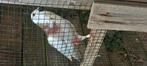 Tilduif kroppers Haagse slenk lokkers, Dieren en Toebehoren, Vogels | Duiven, Mannelijk, Kropper