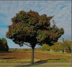 Jonge Crataegus lavalleei 'Carrierei' bomen, Ophalen of Verzenden, Overige soorten, 100 tot 250 cm