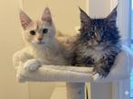Main Coon kittens unieke kans! Lees goed!, Dieren en Toebehoren, Katten en Kittens | Raskatten | Langhaar, Meerdere dieren, Ontwormd