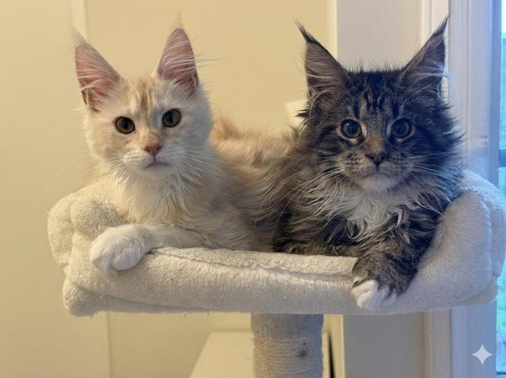 Main Coon kittens unieke kans! Lees goed!, Dieren en Toebehoren, Katten en Kittens | Raskatten | Langhaar, Meerdere dieren, 0 tot 2 jaar