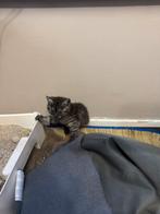 Britsh shorthair 100%, Dieren en Toebehoren, Kater