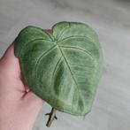 Syngonium macrophyllum frosted heart stek, Huis en Inrichting, Kamerplanten, Overige soorten, Minder dan 100 cm, Ophalen of Verzenden