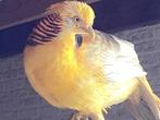 Gele goudfazant haan bijzonder mooi, Dieren en Toebehoren, Pluimvee, Mannelijk, Overige soorten