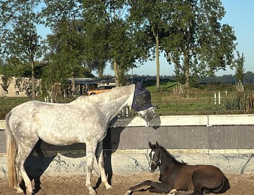 Plek voor jaarling ruinen of merries kleinschalige opfok, Dieren en Toebehoren, Stalling en Weidegang, Opfok
