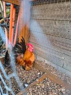 serama, Dieren en Toebehoren, Pluimvee, Mannelijk, Kip