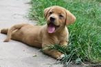 Prachtige Red Fox Labrador x Duck Toller Retriever pups, Dieren en Toebehoren, Nederland, CDV (hondenziekte), 8 tot 15 weken, Labrador retriever