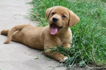 Prachtige Red Fox Labrador x Duck Toller Retriever pups beschikbaar voor biedingen