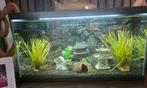 Compleet Ciano aquarium 60x30cm, Dieren en Toebehoren, Vissen | Aquaria en Toebehoren, Ophalen of Verzenden, Zo goed als nieuw