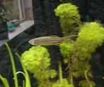 Gratis 1 zebra danio sluier, Dieren en Toebehoren, Vis, Zoetwatervis, Schoolvis