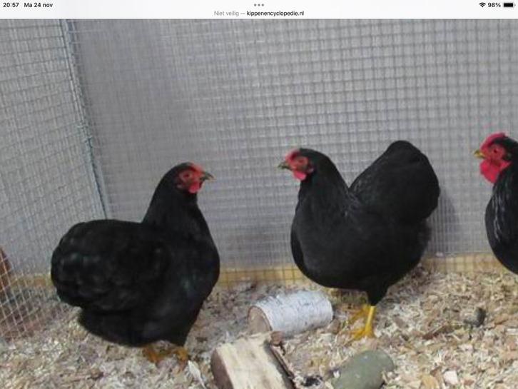 50 EURO GEBODEN WYANDOTTE KRIEL HEN MAT ZWART!!!!!!, Dieren en Toebehoren, Pluimvee, Kip, Vrouwelijk