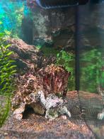 Compleet aquarium met vissen, Dieren en Toebehoren, Vissen | Aquaria en Toebehoren, Ophalen, Gebruikt, Gevuld zoetwateraquarium